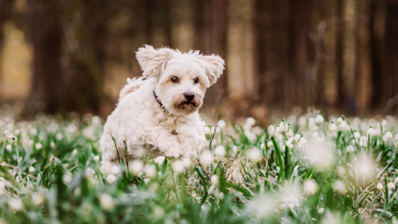 cuidados com pets na primavera
