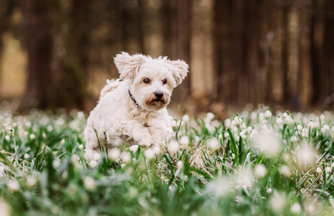 cuidados com pets na primavera