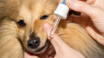 Remédio de humanos para cães