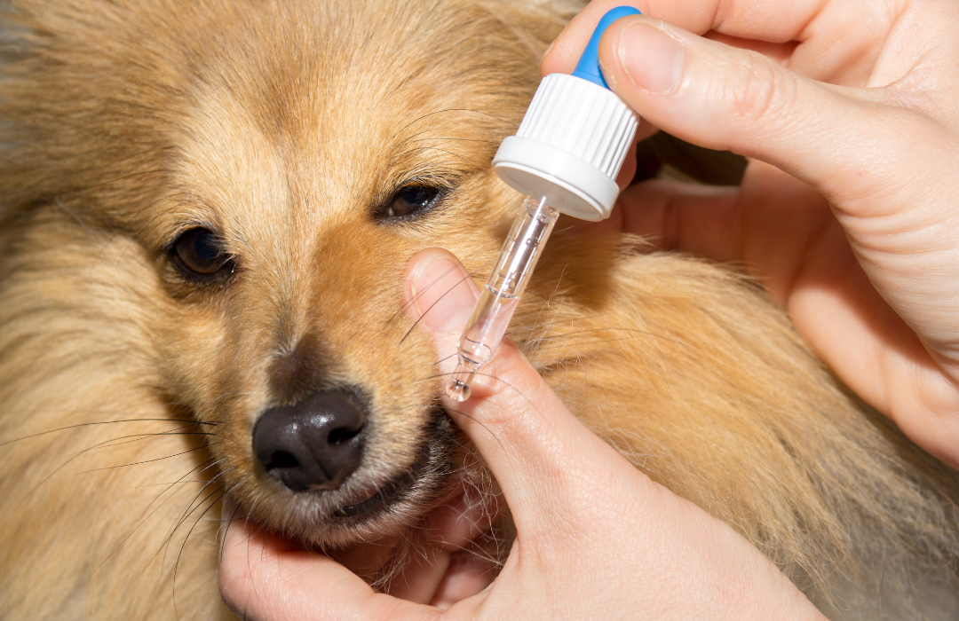 Remédio de humanos para cães