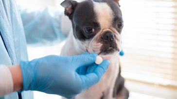 suplementos mastigáveis para pets