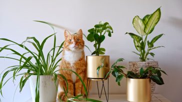 plantas e animais