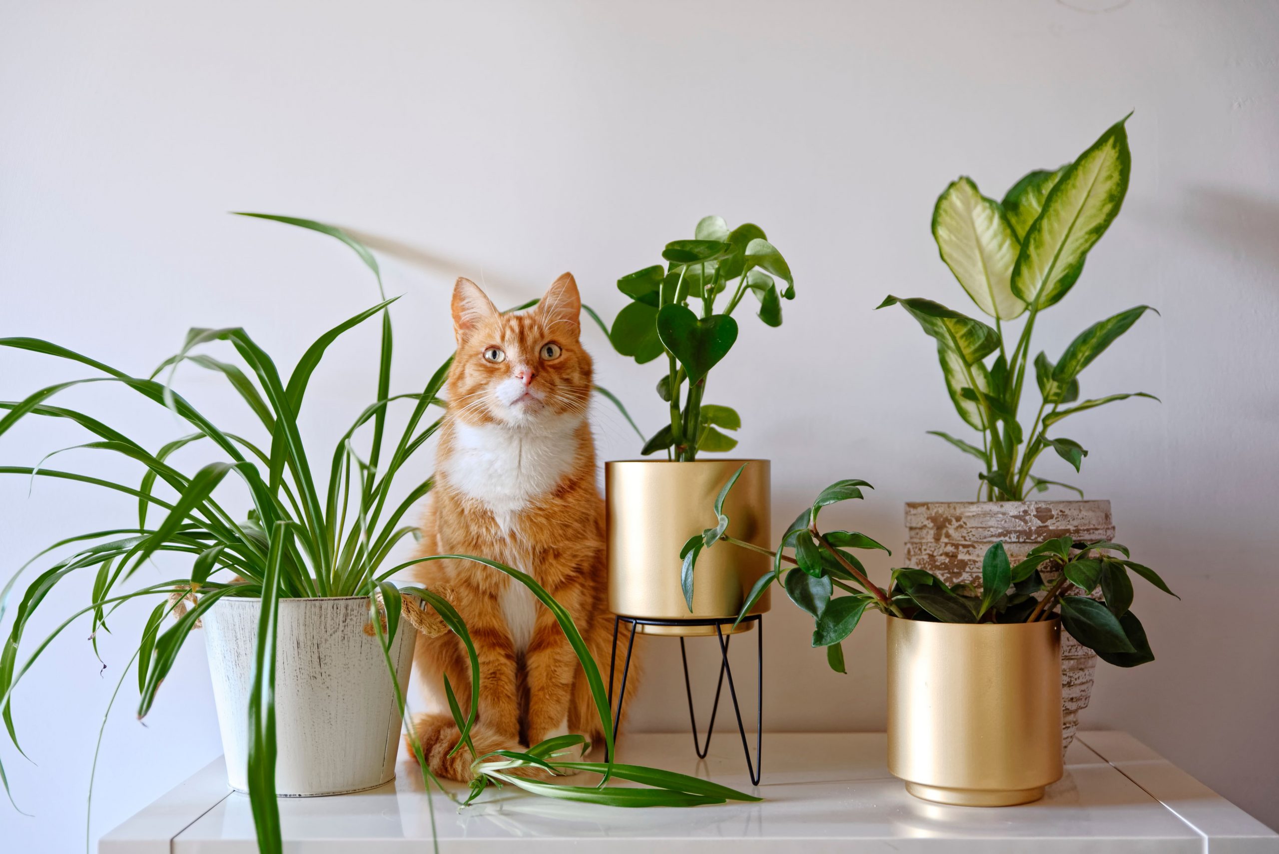 plantas e animais