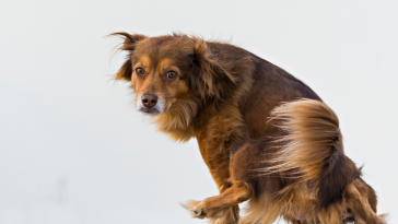 urolitíase em pets
