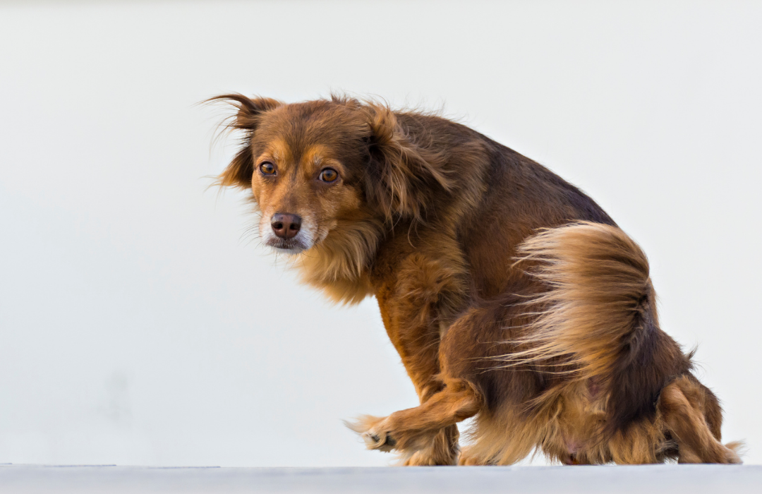 urolitíase em pets