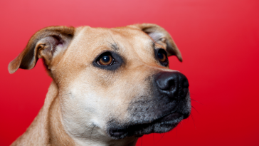 Setembro Vermelho, Elanco Saúde Animal