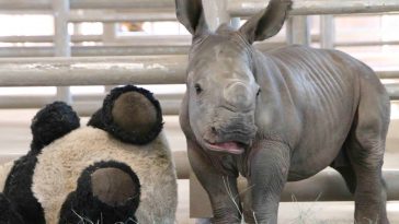 zoológico de San Diego