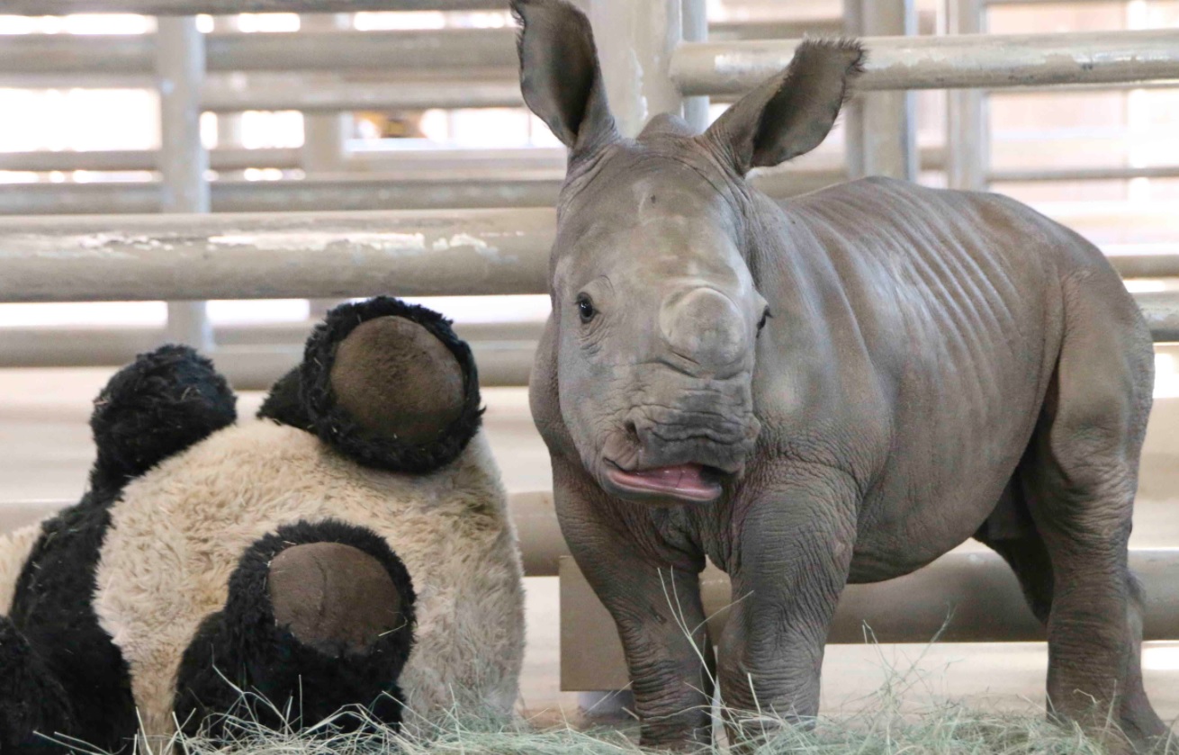 zoológico de San Diego