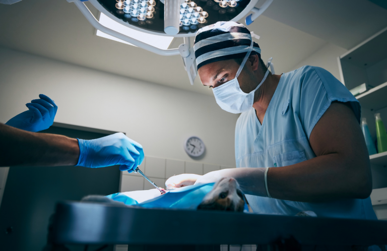 Cirurgia veterinária em evolução