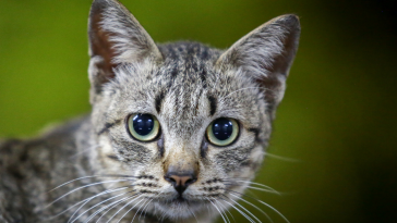 simpósio de endocrinologia felina ABEV
