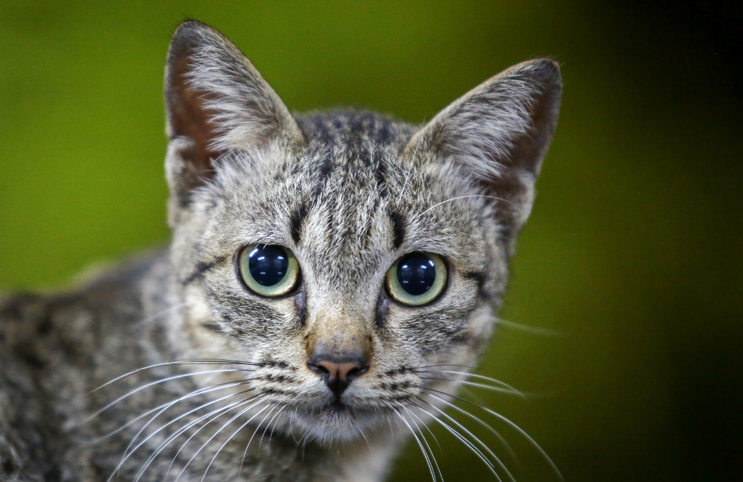 simpósio de endocrinologia felina ABEV