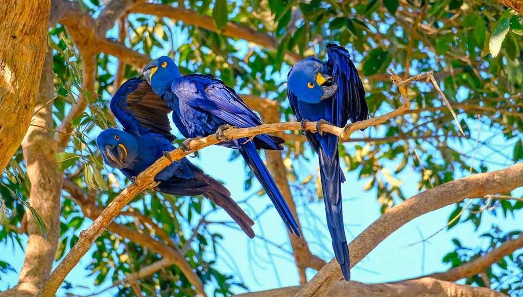 Dia dos Animais: Biólogo comenta década de restauração de ecossistemas da ONU