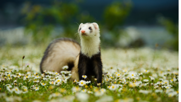 doenças em Ferrets