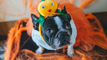 halloween animais