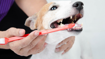 Saúde bucal em cães