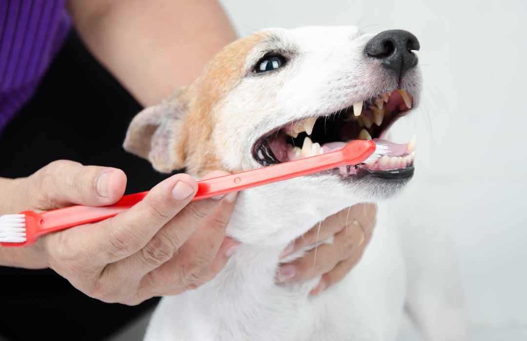 Saúde bucal em cães