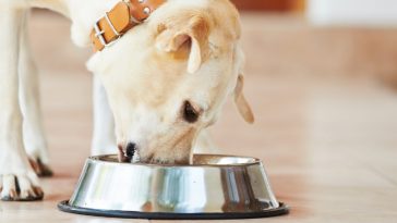 dieta pets