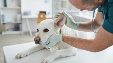otite em cães