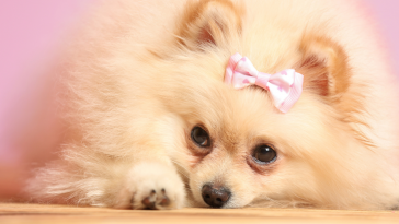 outubro rosa animais