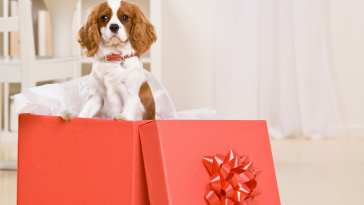 pet como presente para crianças