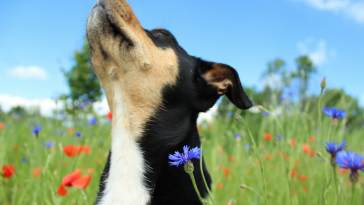 primavera