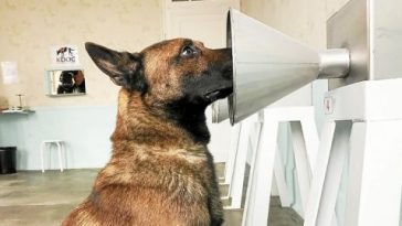 cães detectam câncer de mama