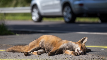 acidentes de trânsito com animais