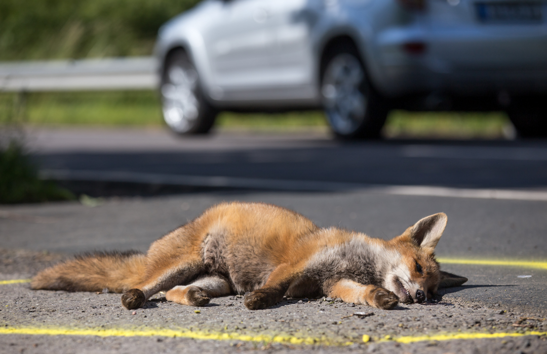 acidentes de trânsito com animais