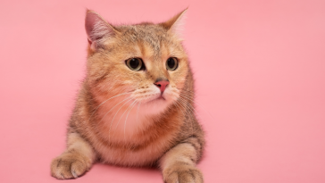 outubro rosa pet