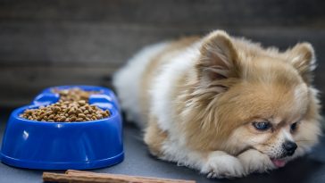 falta de apetite cachorro