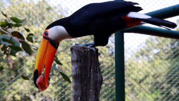 zoo de Uberlândia