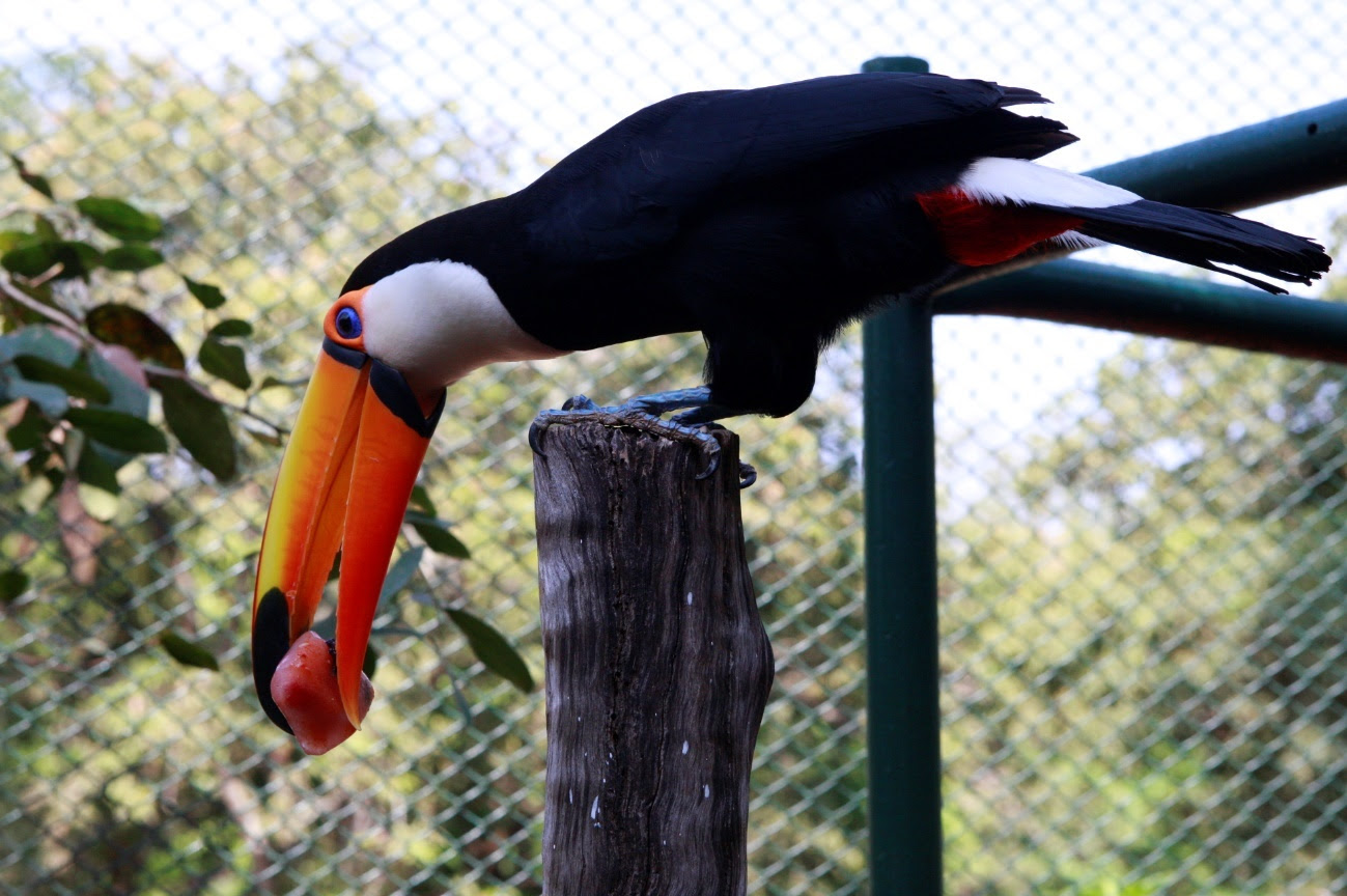 zoo de Uberlândia