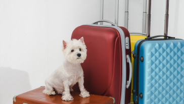 viagem com pets