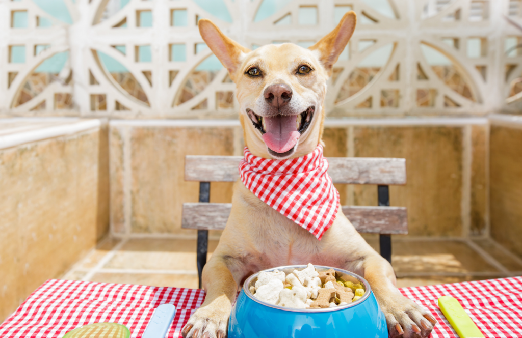 Médico-veterinário explica importância da ração para o desenvolvimento ósseo
