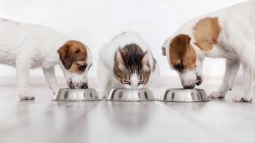 nova linha Royal Canin