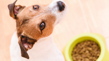 Novembro Pet Nutri