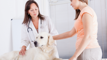 cão no veterinário