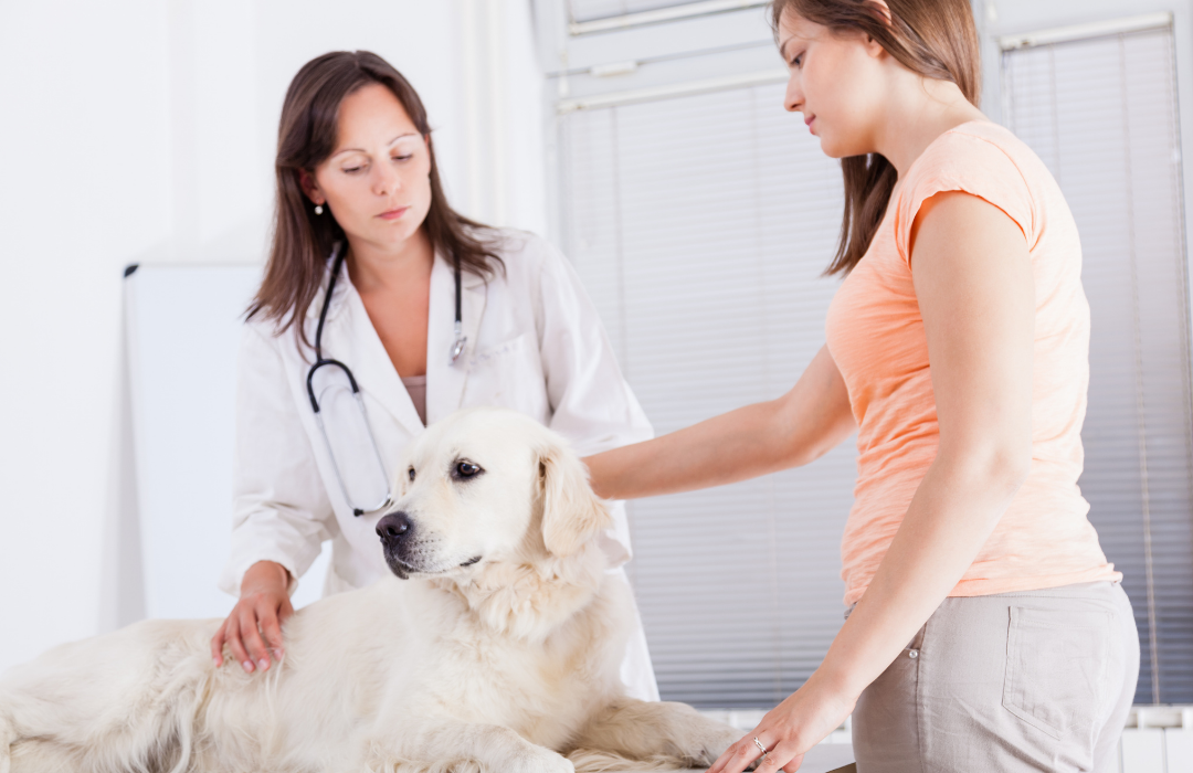 cão no veterinário