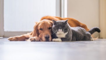 pets diabeticos