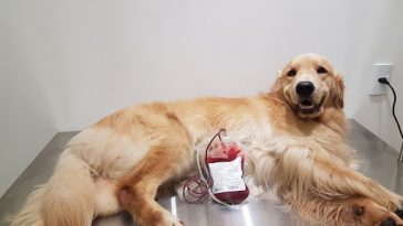 doação de sangue