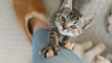 manejo gatos