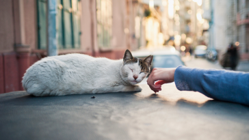gato de rua