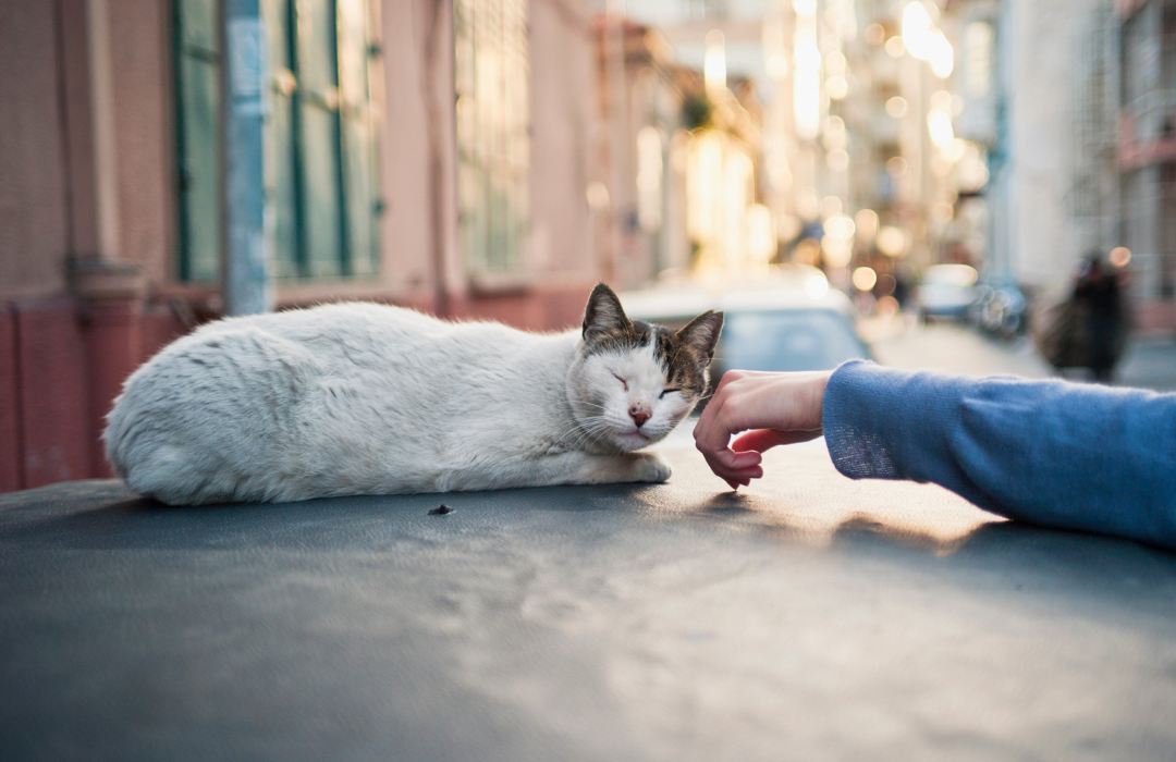 gato de rua