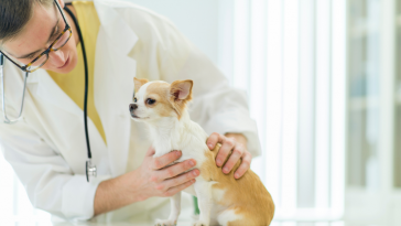atendimento cães