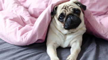 pug