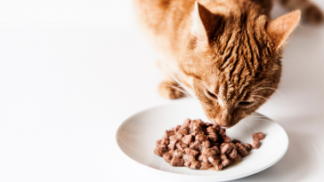 ração para gatos contra alergia