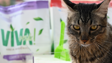 areia para gato
