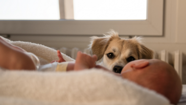 cão e bebê