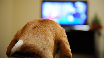 Animal Planet