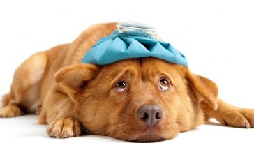 hiperlipemia em cães